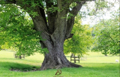 Gỗ walnut là gì ? Công dụng của gỗ walnut (gỗ óc chó)